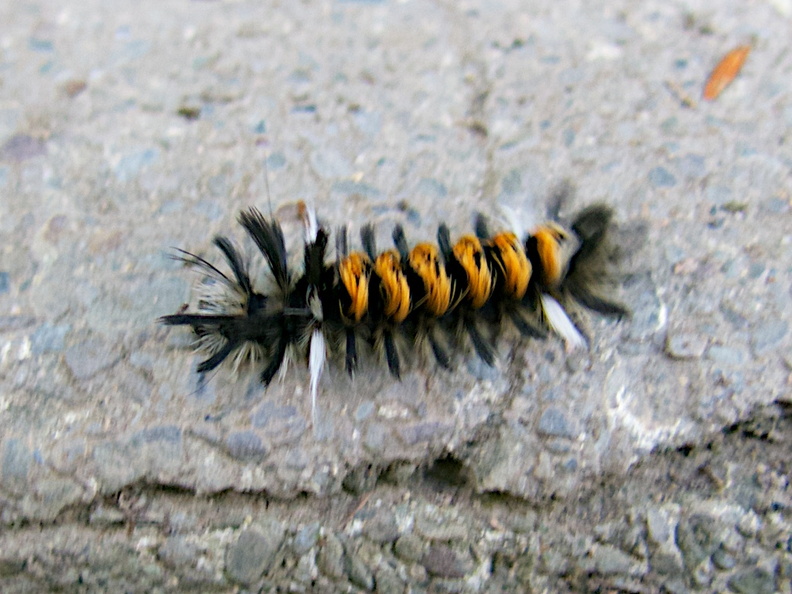 Weird Caterpillar IMG_3761.jpg